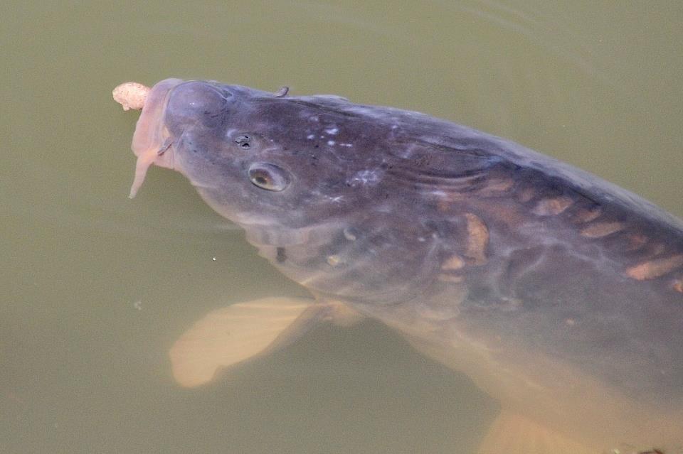 crapi - 9462134549777945842041569566585n.jpg